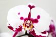 Beautiful orchid