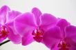 Beautiful orchid