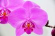 Beautiful orchid