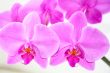 Beautiful orchid