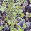 Texture