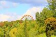 Image with wheel review