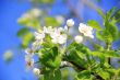 Image of apple flowers