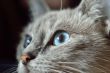 Looking cat with blue eyes