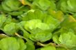 Green plants in bowl