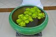 Green plants in bowl