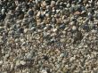 Sea pebble