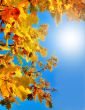 Autumn oak leaves against the blue sky