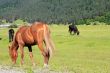 Horses on the meadow eat the grass