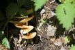 The mushrooms growing in the summer forest