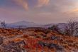 Dried flora in mountains at sunset