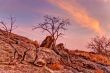 Dried flora in mountains at sunset