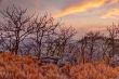 Dried flora in mountains at sunset