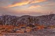 Dried flora in mountains at sunset