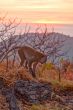 Apes on the mountain at sunset