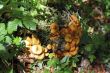 The mushrooms growing in the summer forest