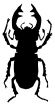 silhouette of stag-beetle