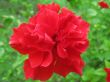 A red hibiscus