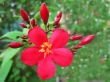 Red flowers 