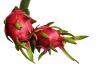 dragon fruit