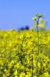 Rape field, canola crops on blue sky 