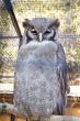 Verraux&acirc;&euro;&trade;s Eagle-Owl