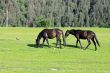 Horses on the meadow eat the grass