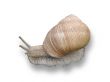 land snail