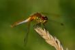 Pretty little dragonfly sitting on plant