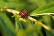 Red and black bug