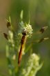 Pretty little dragonfly sitting on plant