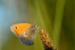 Beautiful butterfly satires on the plant