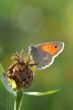 Beautiful butterfly satires on the plant