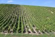 Vineyard