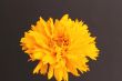 Coreopsis