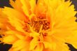 Coreopsis