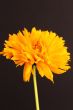 Coreopsis