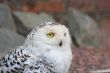 Snowy owl, Bubo Scandiacus