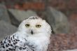 Snowy owl, Bubo Scandiacus
