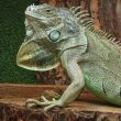 Iguana in a profile