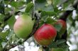 Green and red apple hanging on tree
