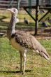 Kori Bustard