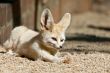 Sleepy Fennec