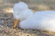 Sleepy duck