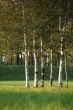 Birch Grove