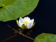 Water lily