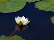 Water lily