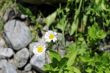 Wild camomille growing on the stone ground