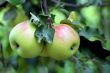 Green and red apple hanging on tree