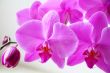 Beautiful orchid
